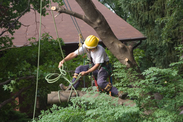 Best Hazardous Tree Removal  in Cassopolis, MI