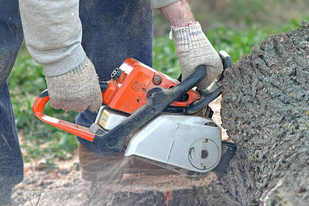 How Our Tree Care Process Works  in  Cassopolis, MI